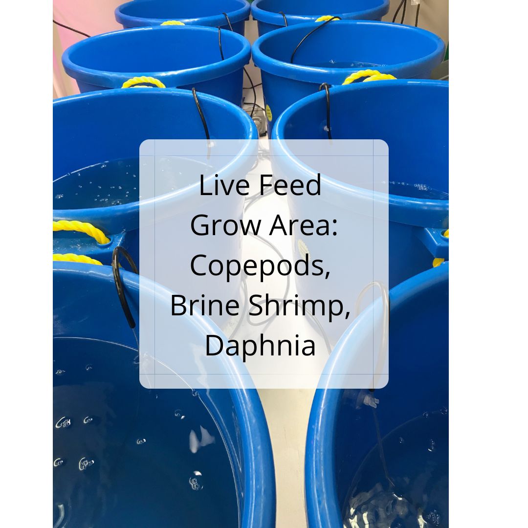 Ocean Cocktail Live Copepods
