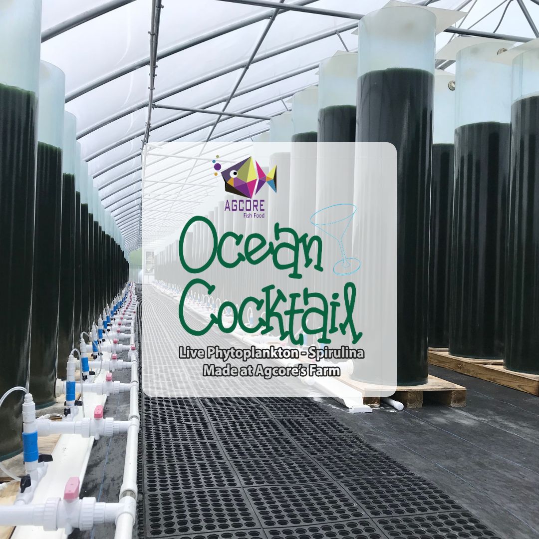 Ocean Cocktail Live Phytoplankton