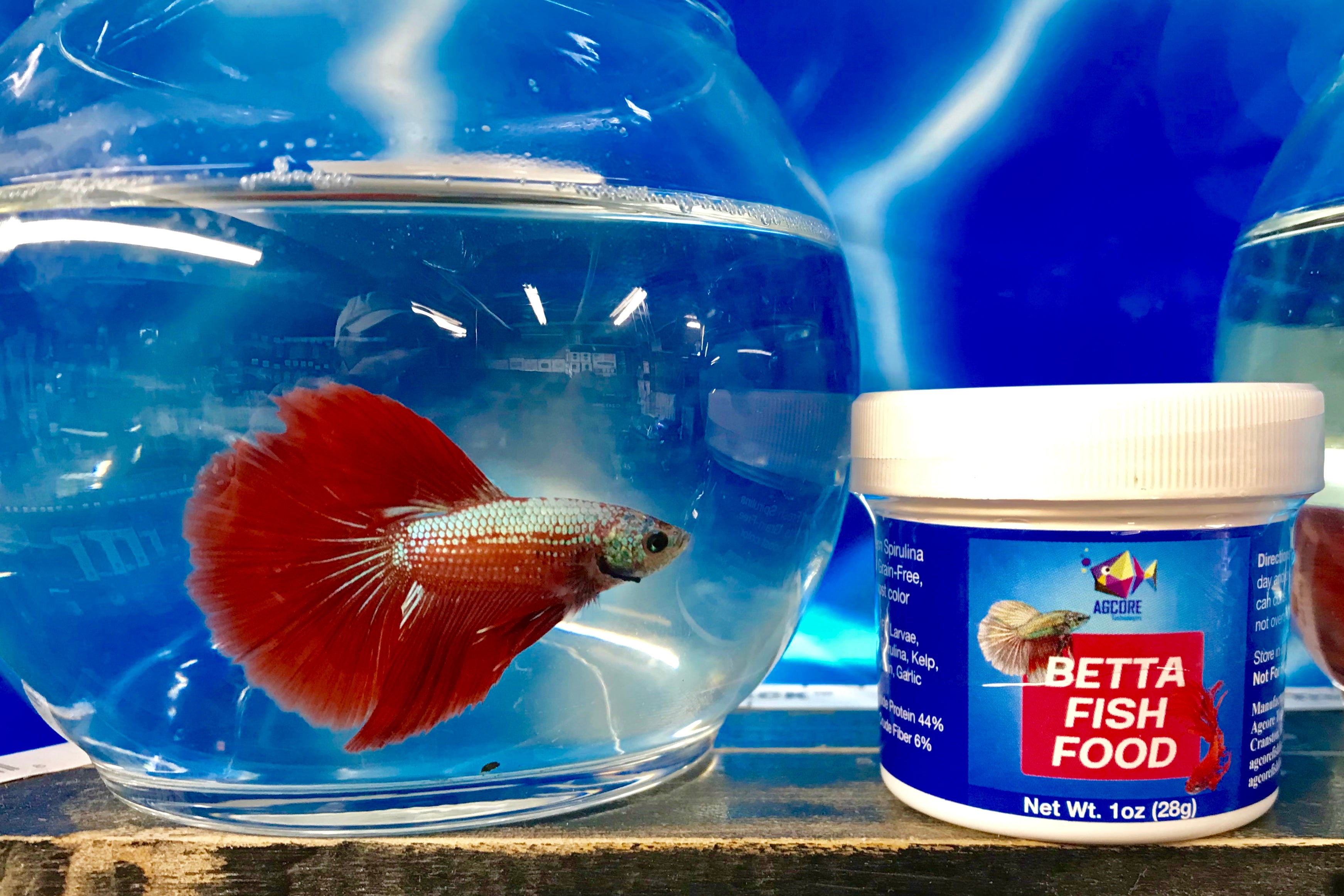 Betta fish food outlet homemade